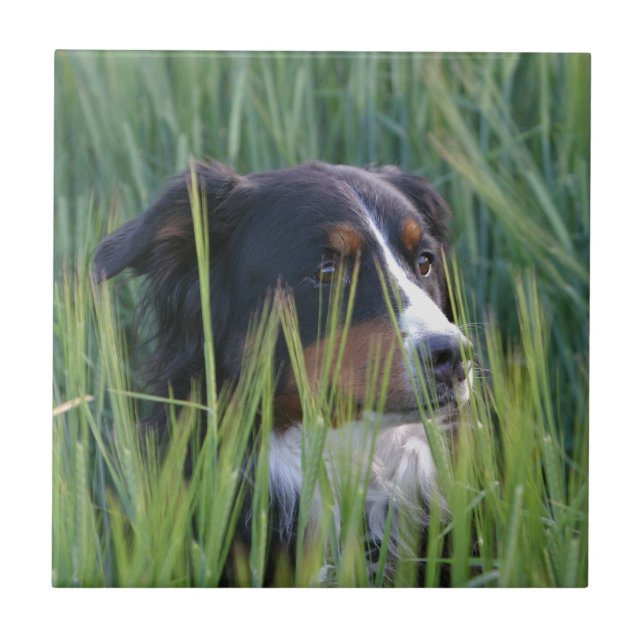 Cachorro Ovino na Grama (Frente)