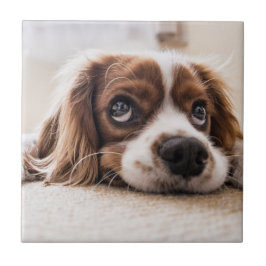 Cachorro Panelado De Olhos Tristes