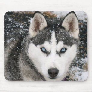 Cachorro-peludo siberiano em Snow Mousepad