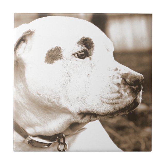 cachorro pitbull cor sépia ódio ato não raça (Frente)
