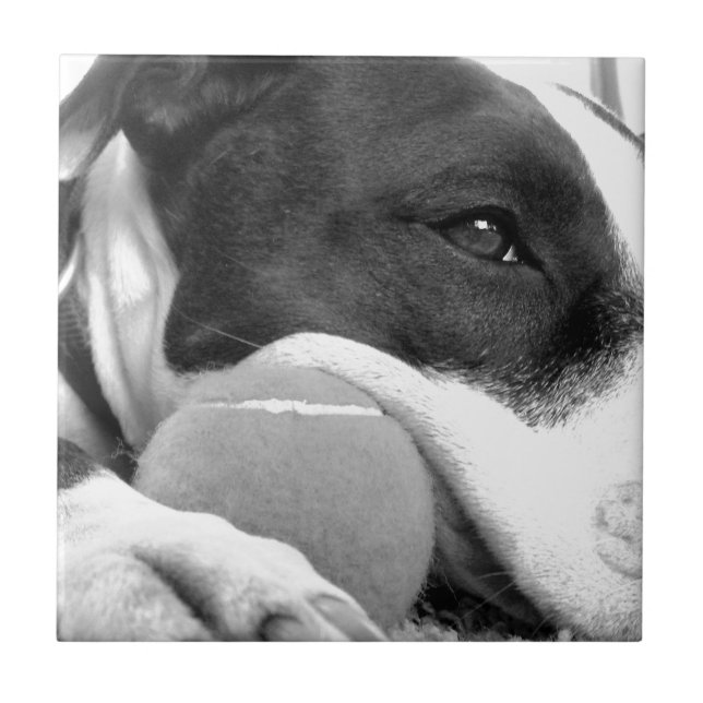 cachorro pitbull fofo e triste, preto e branco com (Frente)