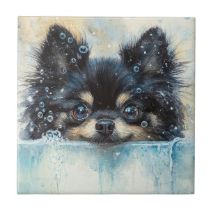 Cachorro Pomeraniano Bonito na Banheira