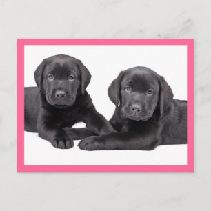 Cachorro Preto do Labrador Retriever Cartão Postal