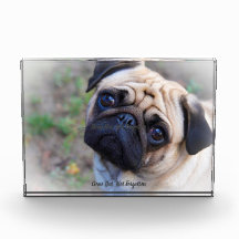 Cachorro Pug.