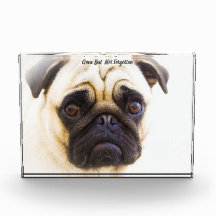Cachorro Pug.