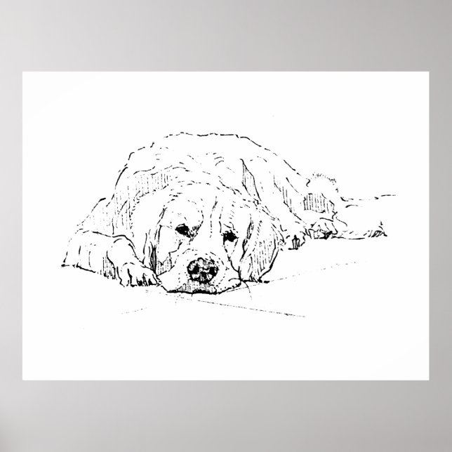 Cachorro Retriever Dourado Dormindo, Impressão de  (Frente)