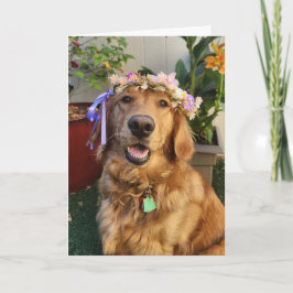 Cachorro Retriever Dourado na primavera ou cartão