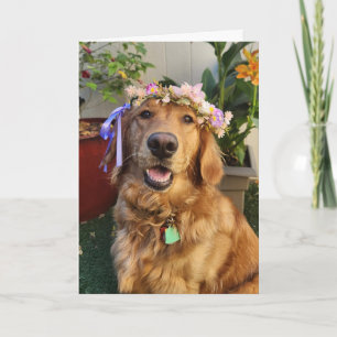 Cachorro Retriever Dourado na primavera ou cartão