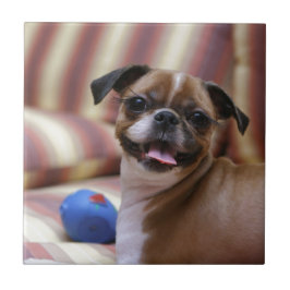 Cachorro Super Fofo com sua bola favorita