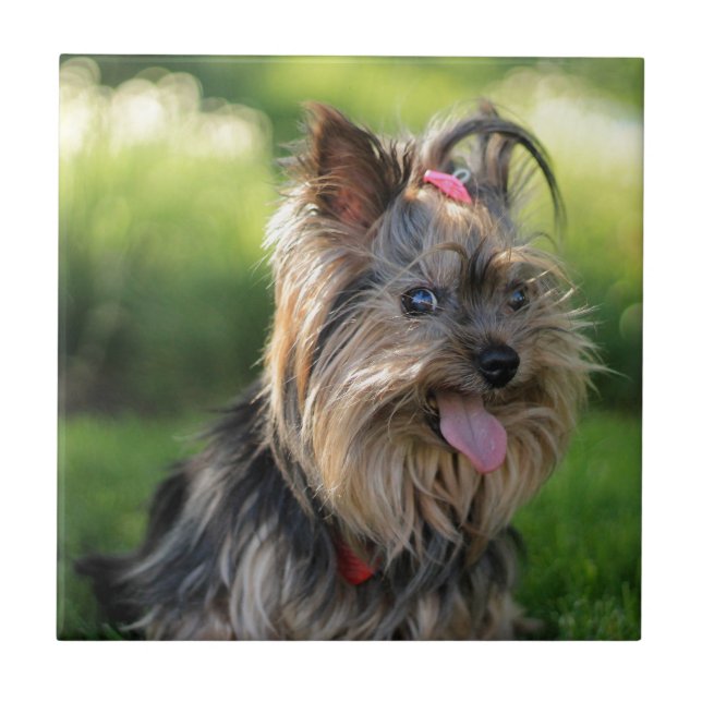Cachorro Yorkshire Terrier Fofo (Frente)
