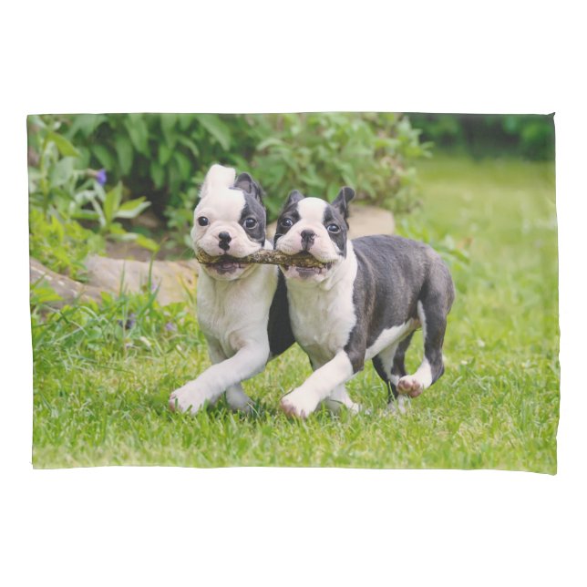 Cachorros bem engraçados de Boston Terrier brincan (Frente)