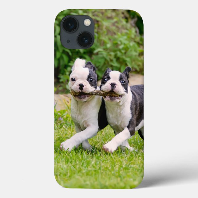 Cachorros bem engraçados de Boston Terrier brincan (Verso)