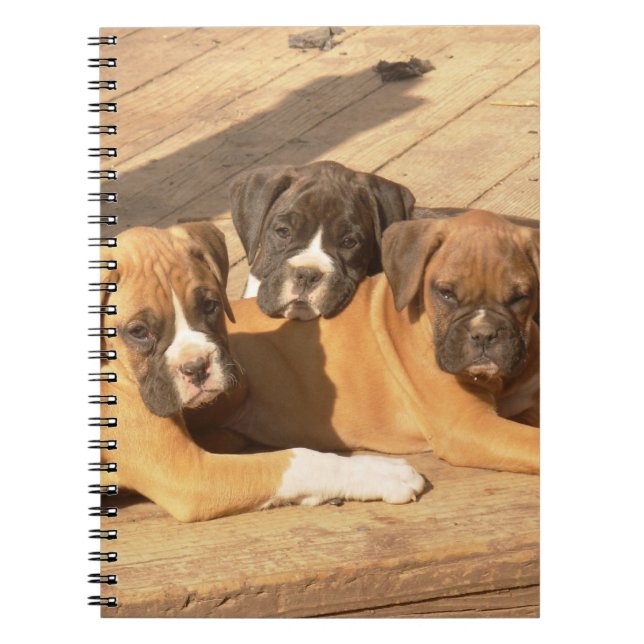 Cachorros-boxis caderno espiralado (Frente)