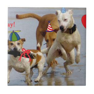 cachorros de aniversário felizes