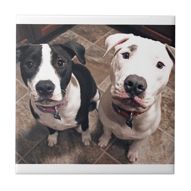 cachorros pitbull adoráveis (Frente)