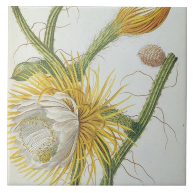 Cacto: Círio, Plantae Selectae" 175 de Trew do " (Frente)