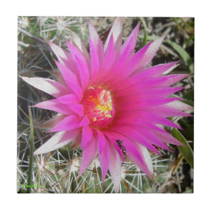 Cacto de "vivipara da bola F12 Escobaria "