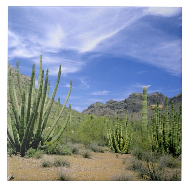 Cacto do deserto no Monumento Nacional Organ Pipe, (Frente)