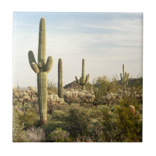 Cacto do Saguaro, arizona, EUA