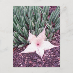 Cacto Estrela-do-Mar Fotografia Cartão Postal