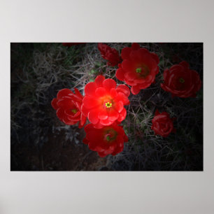 Cacto Flor Vermelho, Poster do Deserto