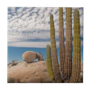 Cacto no Deserto Cênico