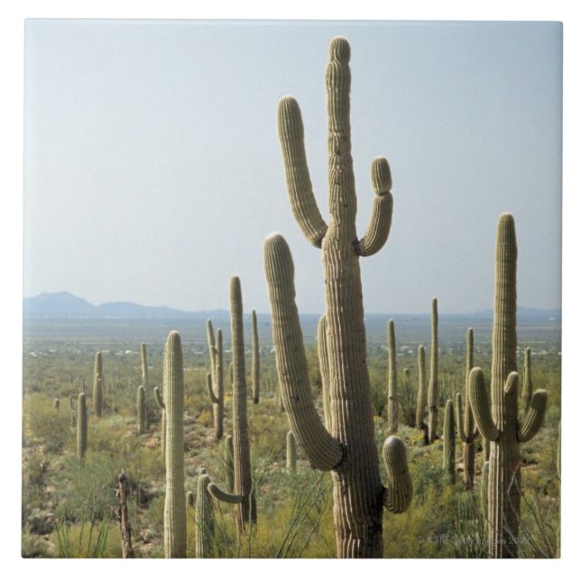 Cacto no parque nacional de Saguaro, arizona 2 (Frente)