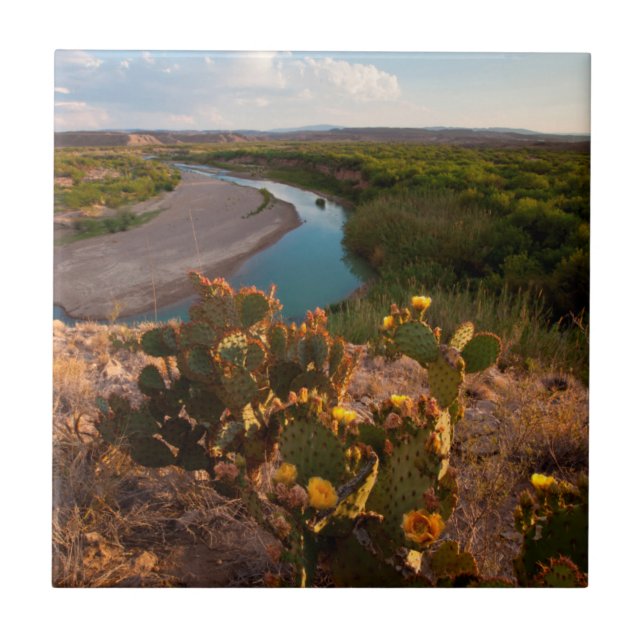 Cacto Pêra Espinhosa (Opuntia Sp.) (Frente)