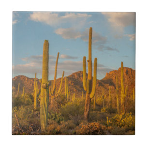 Cacto saguaro ao pôr do sol, Arizona