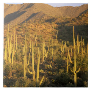 Cacto Saguaro no Parque Nacional Saguaro perto