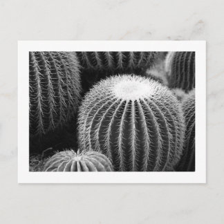 Cactos Redondos Cartão Postal