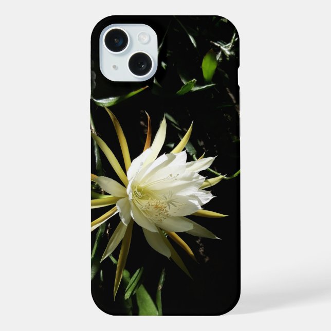 Cactus Bloom (Verso)