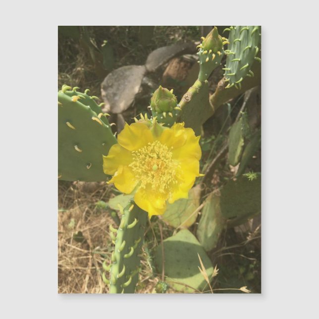 Cactus Bloom Magnet (Frente)