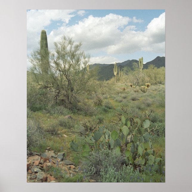 Cactus Desert Coloring Photoprint Poster (Frente)