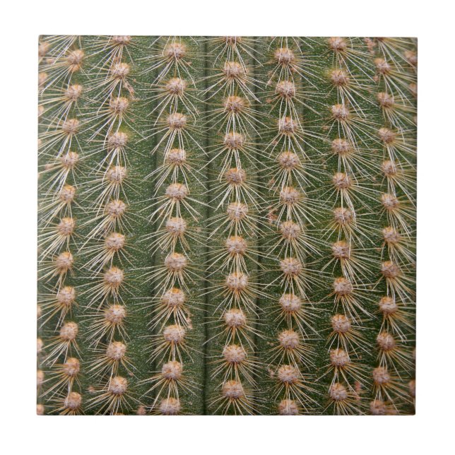 Cactus fecha (Frente)