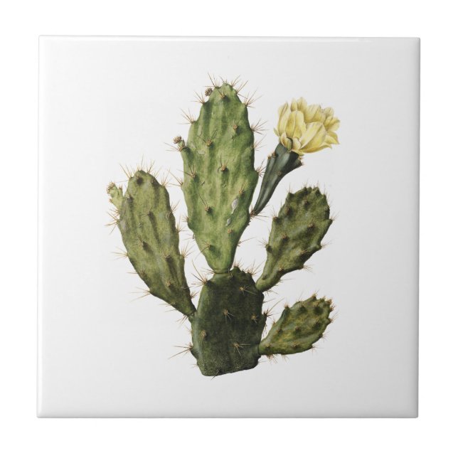 Cactus Flower Vintage Desenhando Azulejo cerâmico (Frente)