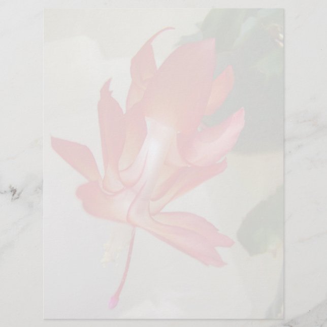 Cactus Letterhead de Natal (Frente)