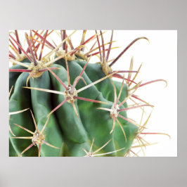 Cactus Poster