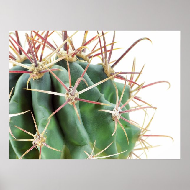 Cactus Poster (Frente)
