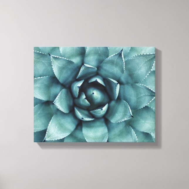 Cactus Succulus Cactos Canvas Art (Frente)