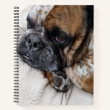Caderno 8x11 com Foto do Triste Bulldog Victoriano
