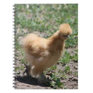 Caderno amarelo da galinha de Silkie