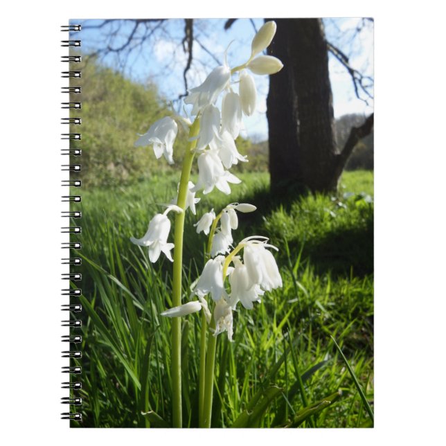 Caderno branco dos Bluebells (Frente)