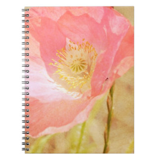 Caderno cor-de-rosa da papoila de Islândia