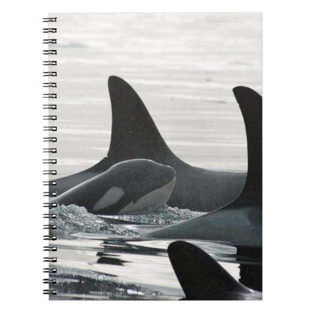 Caderno da família da orca (Frente)