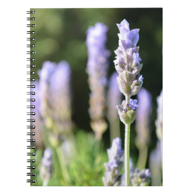 Caderno da lavanda (Frente)