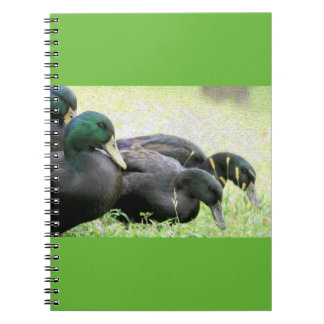 Caderno das belas artes dos patos pretos do Cayuga