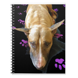Caderno de bull terrier do inglês