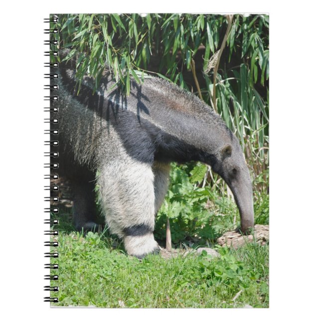 Caderno do Anteater gigante (Frente)