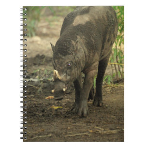 Caderno do Babirusa